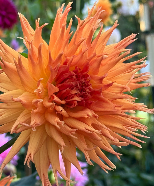 Bloomquist Fiddler Dahlia