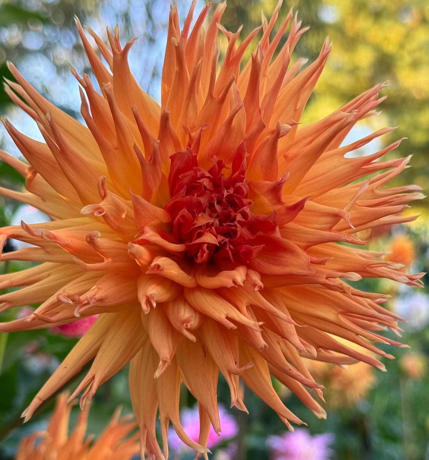 Bloomquist Fiddler Dahlia