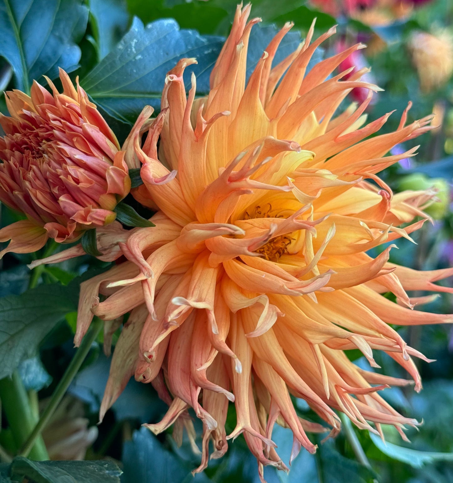 Bloomquist Fiddler Dahlia