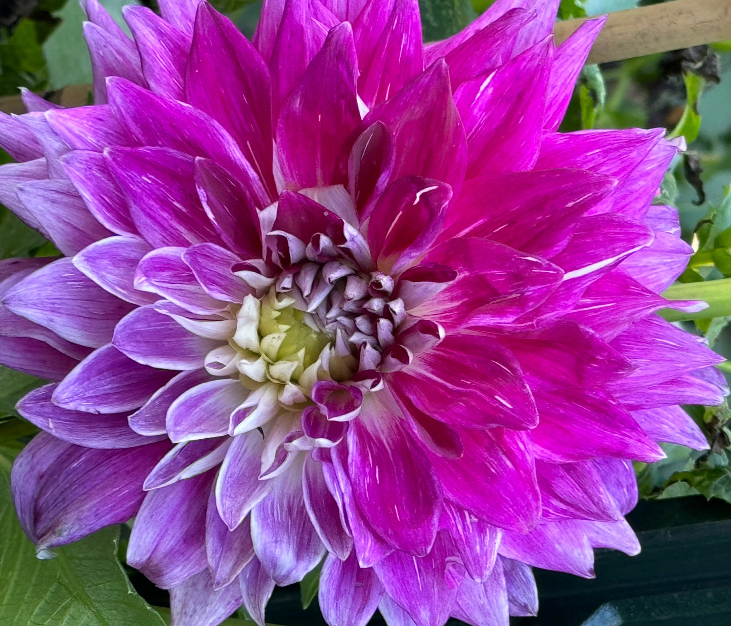 Wyn’s Bewitch Dahlia