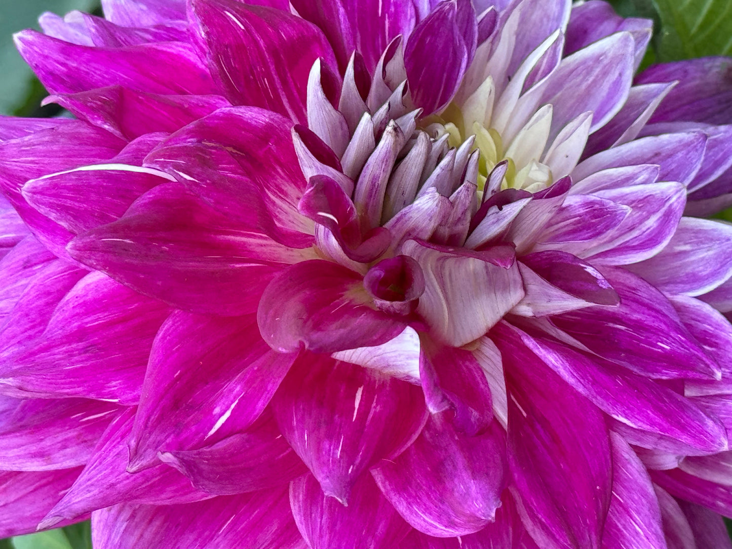 Wyn’s Bewitch Dahlia