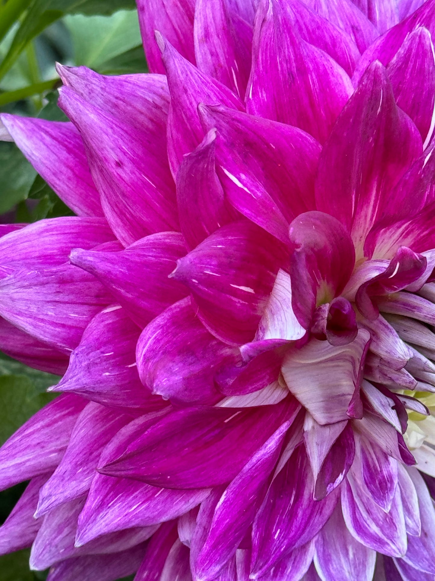 Wyn’s Bewitch Dahlia