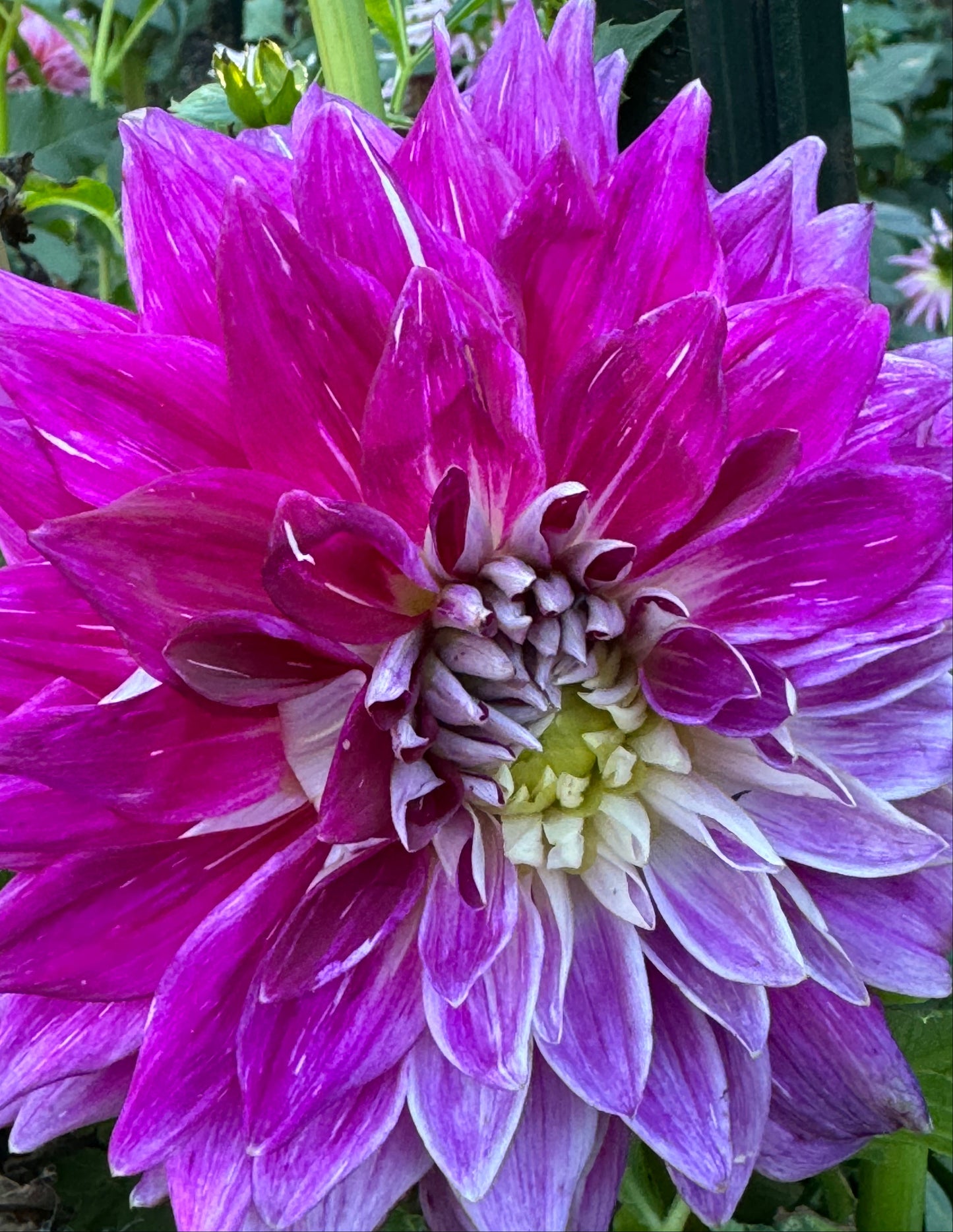 Wyn’s Bewitch Dahlia