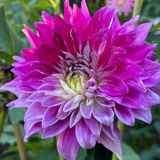 Wyn’s Bewitch Dahlia