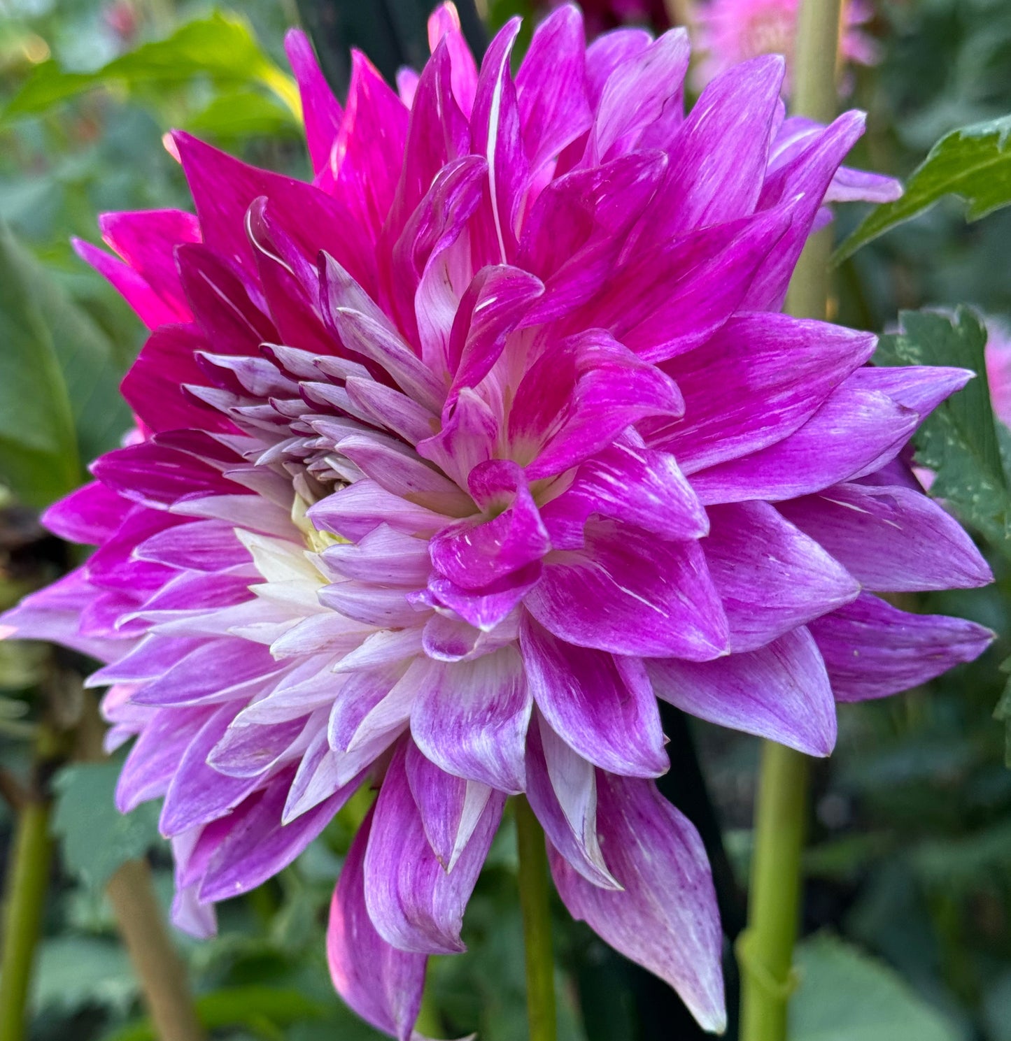 Wyn’s Bewitch Dahlia