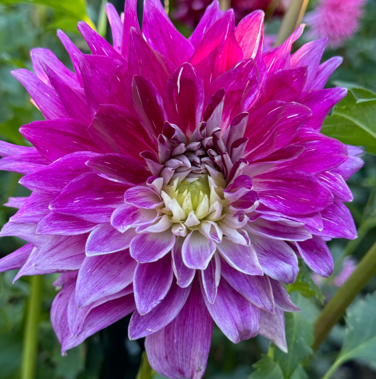 Wyn’s Bewitch Dahlia