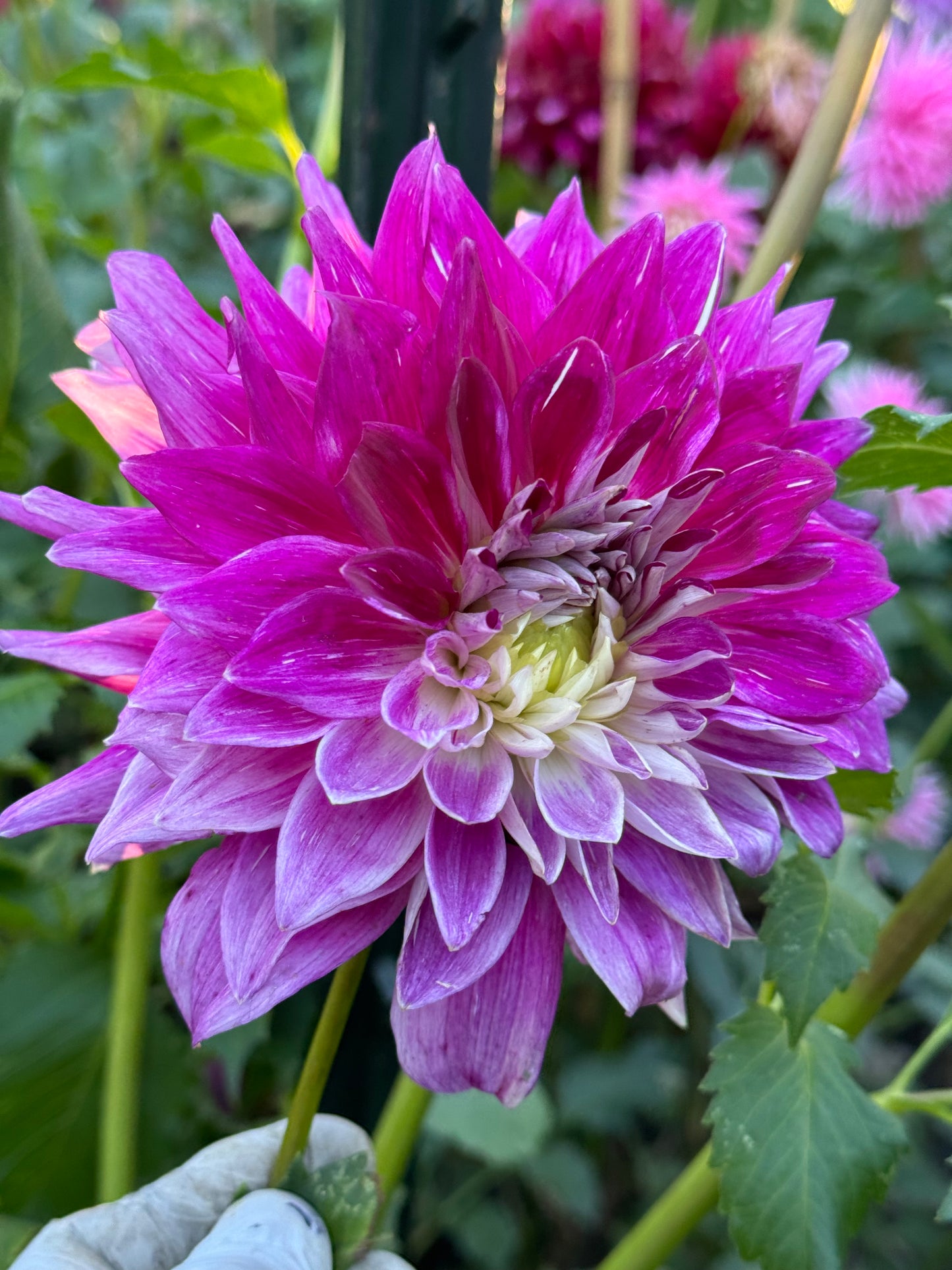 Wyn’s Bewitch Dahlia