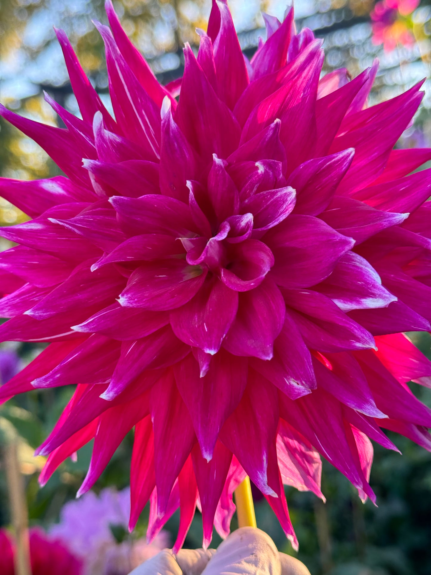 Wyn’s Bewitch Dahlia