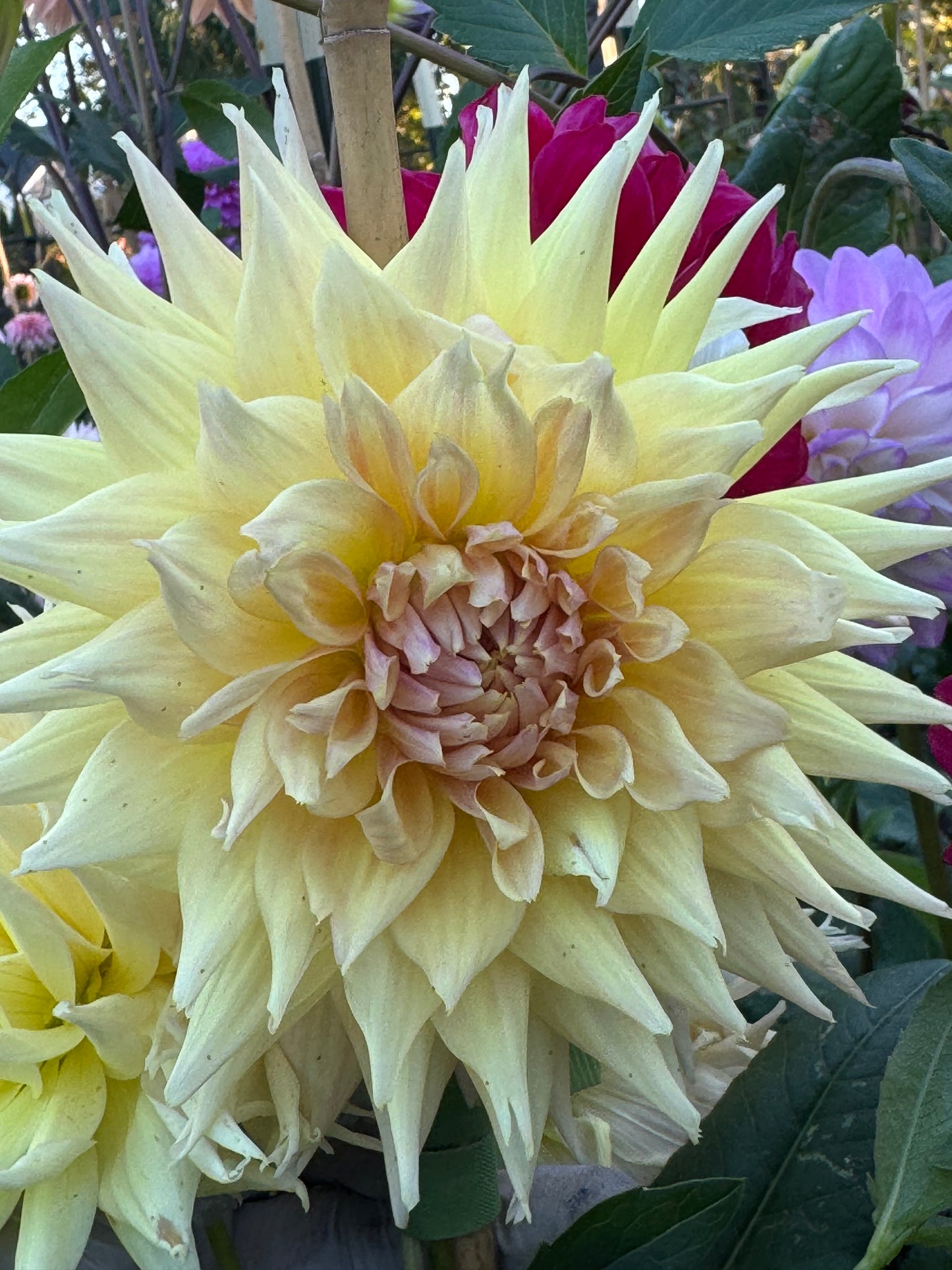 Penhill Autumn Shade Dahlia