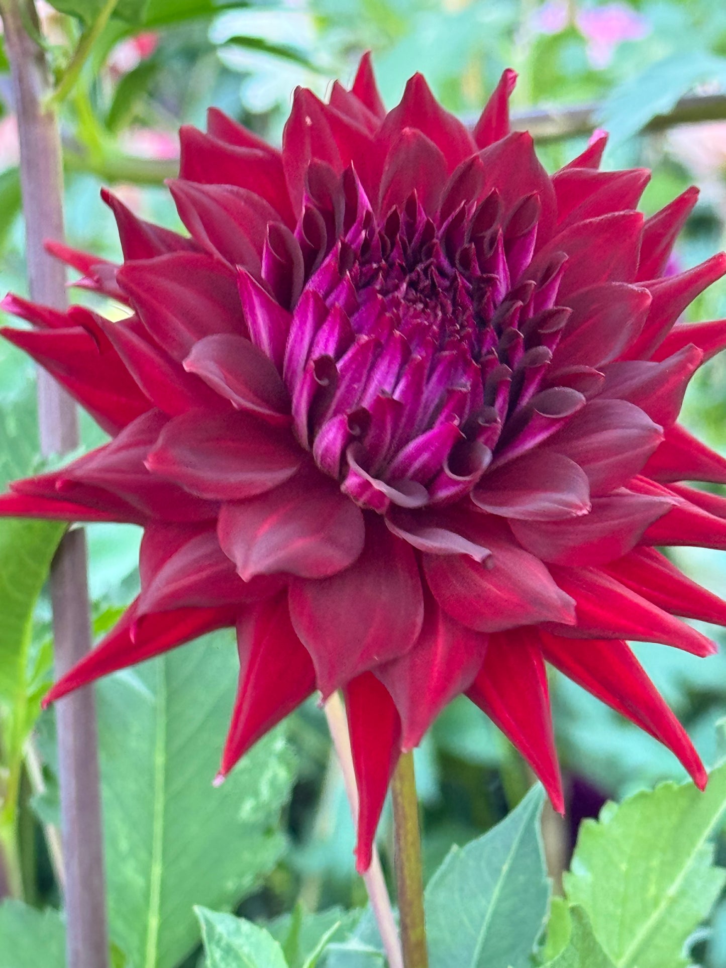 Bloomquist Quill Dahlia