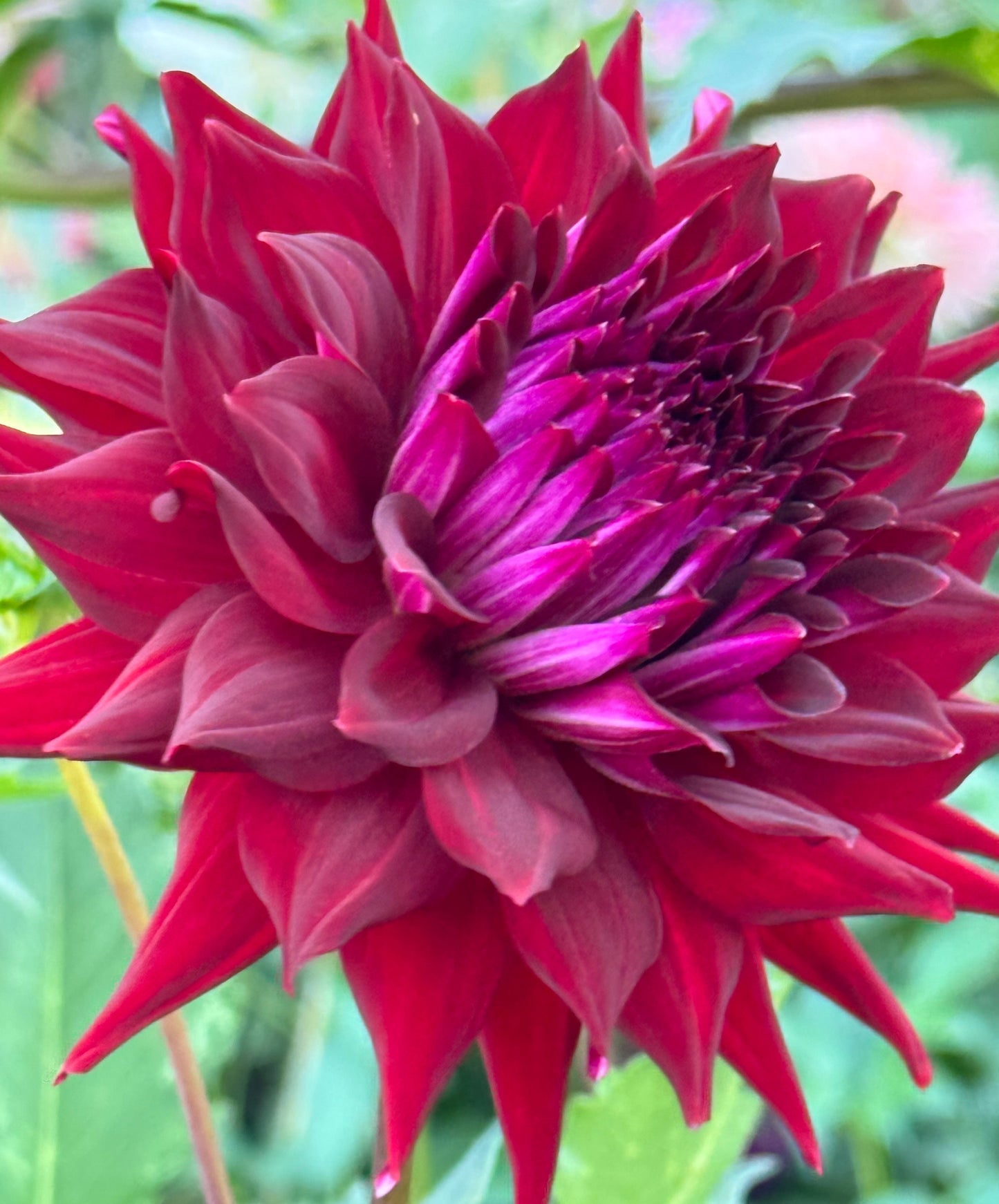 Bloomquist Quill Dahlia