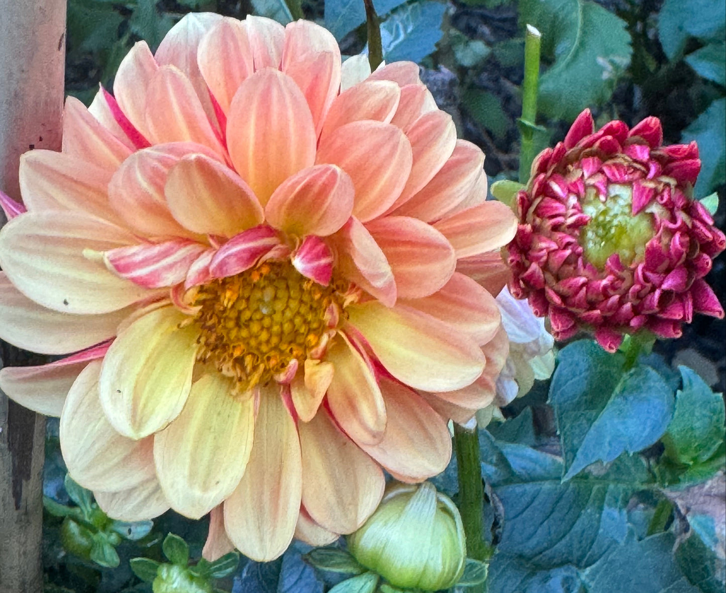 Happy Sunshine Dahlia