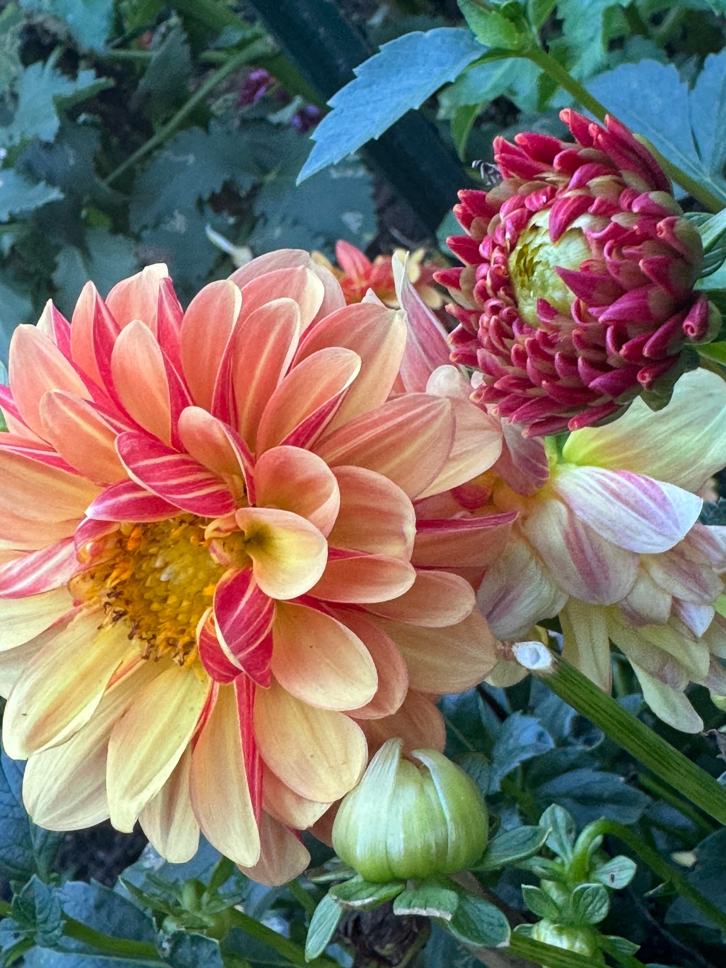 Happy Sunshine Dahlia