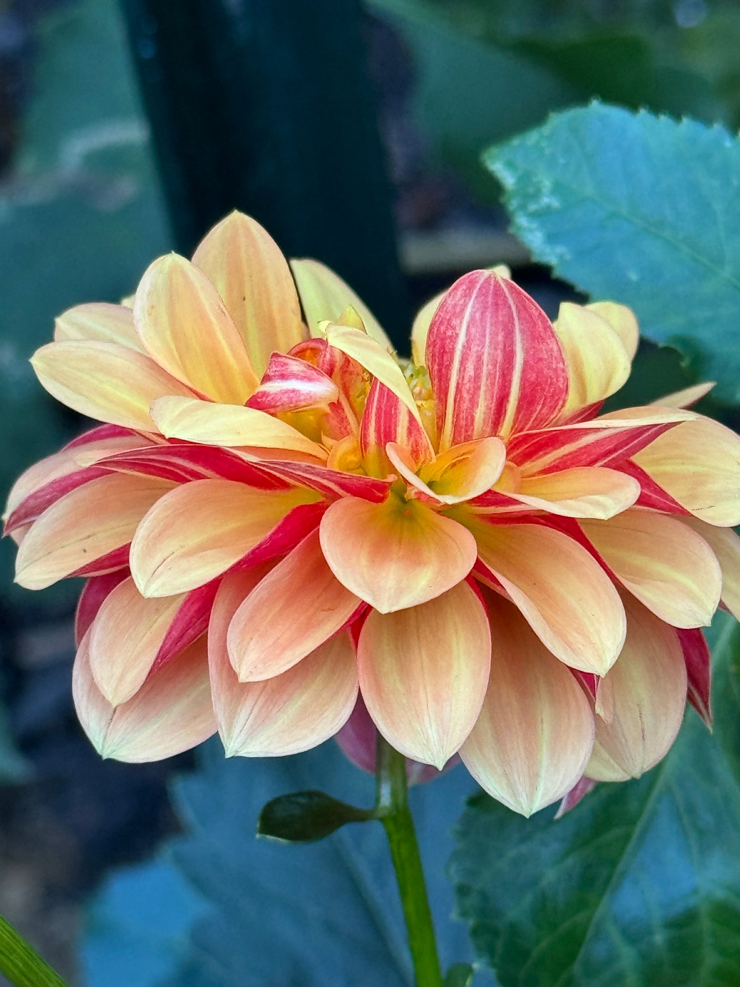 Happy Sunshine Dahlia