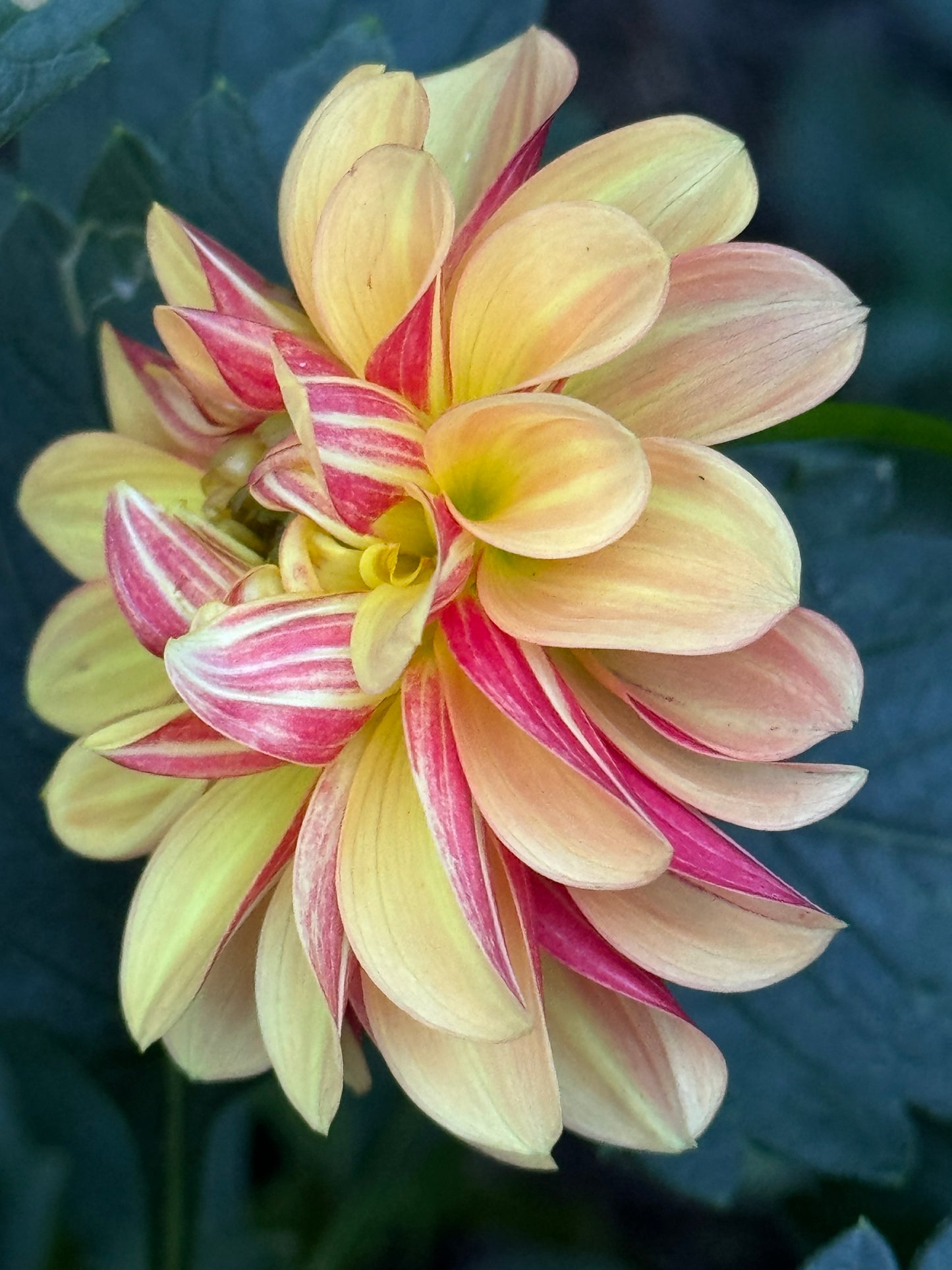 Happy Sunshine Dahlia