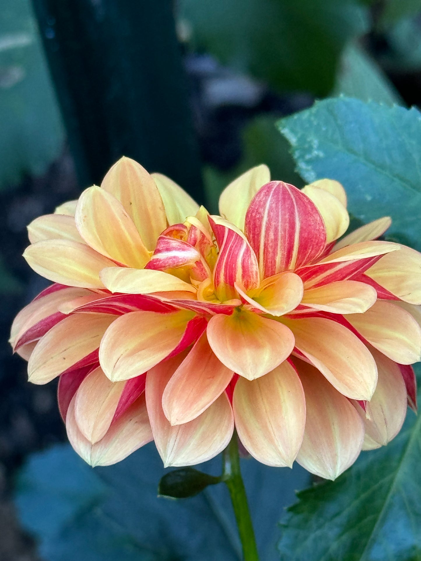 Happy Sunshine Dahlia