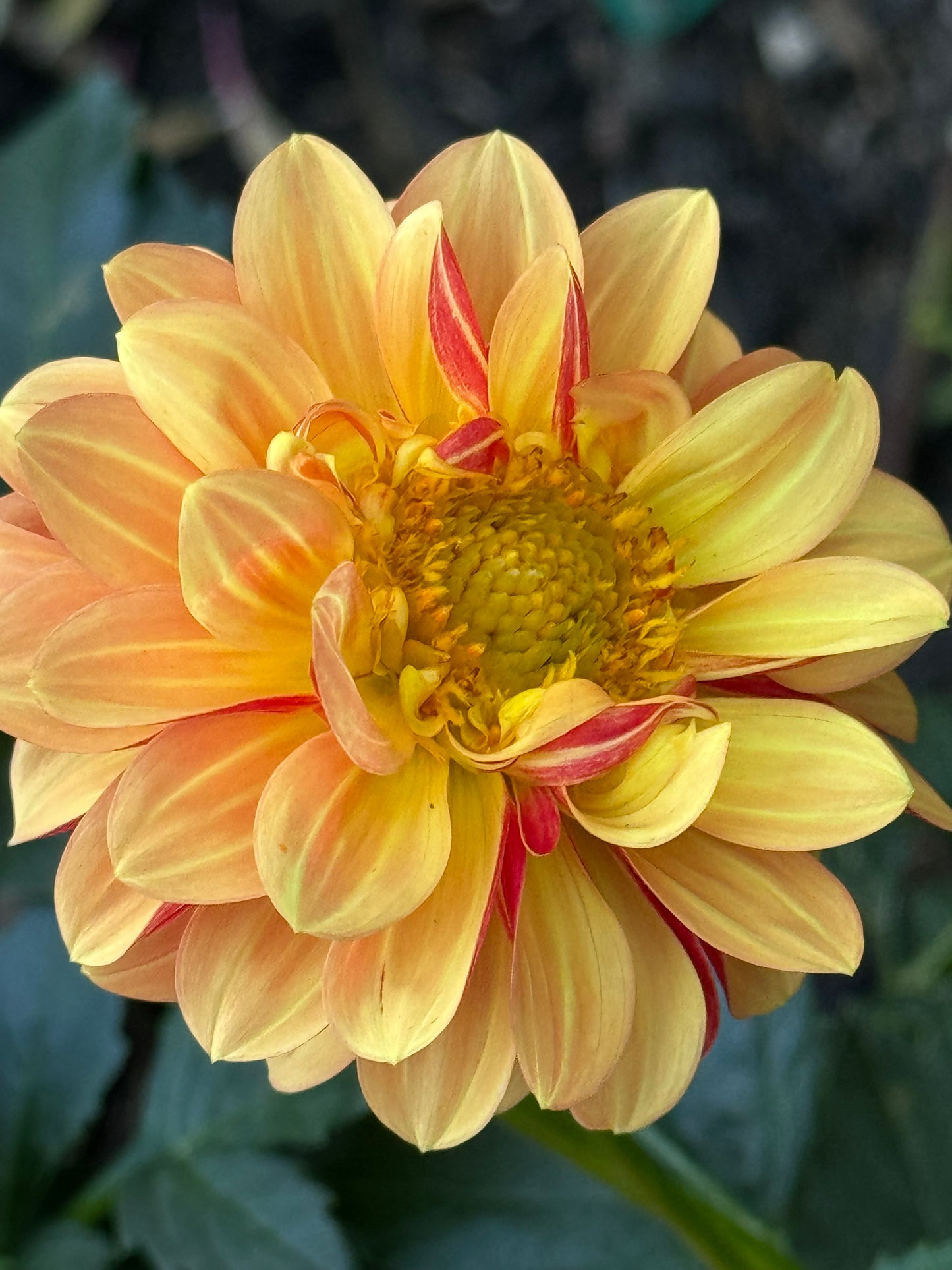 Happy Sunshine Dahlia