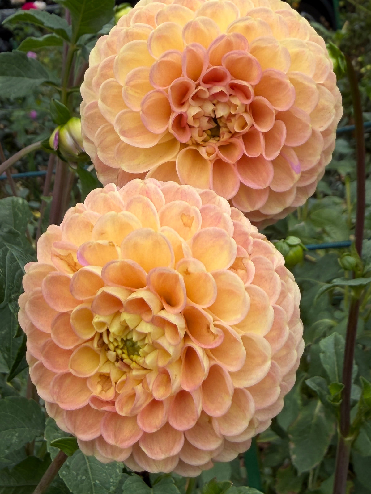 Fiona Dahlia