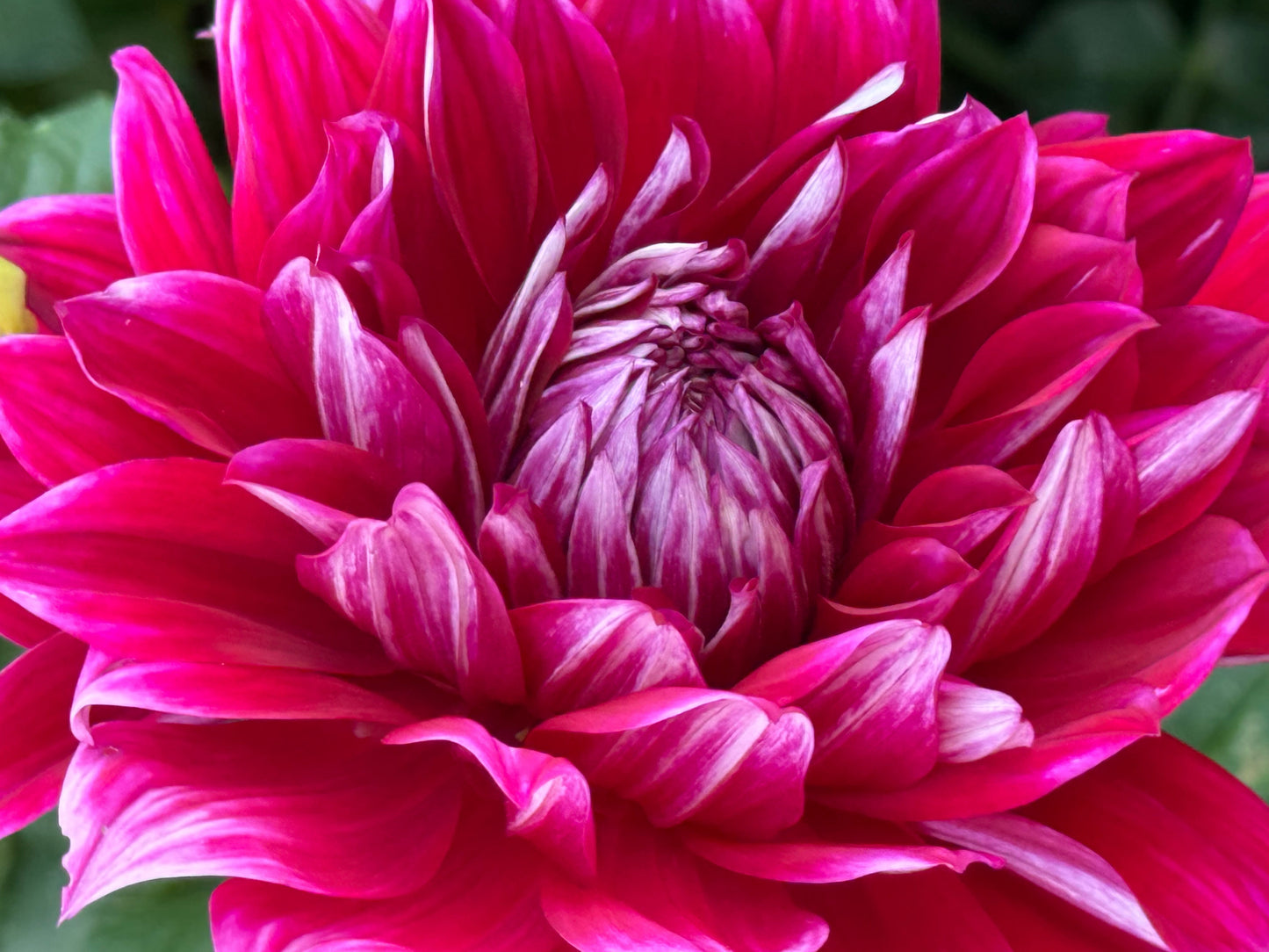 Shockwave Dahlia