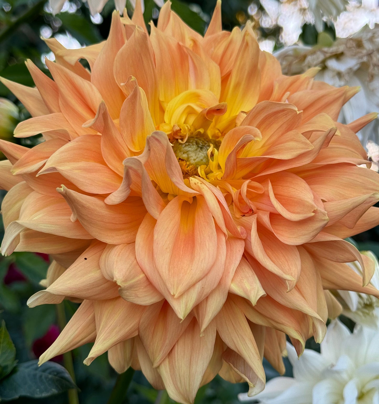 Goshen Giant Dahlia