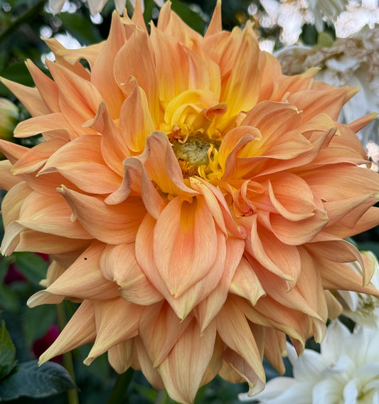 Goshen Giant Dahlia