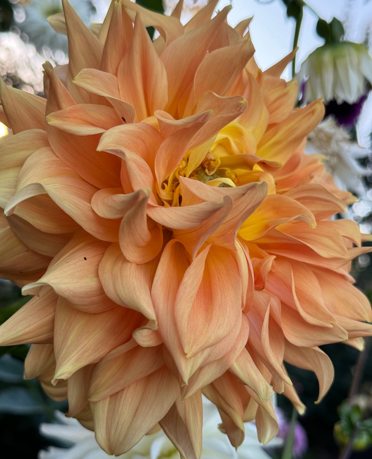 Goshen Giant Dahlia