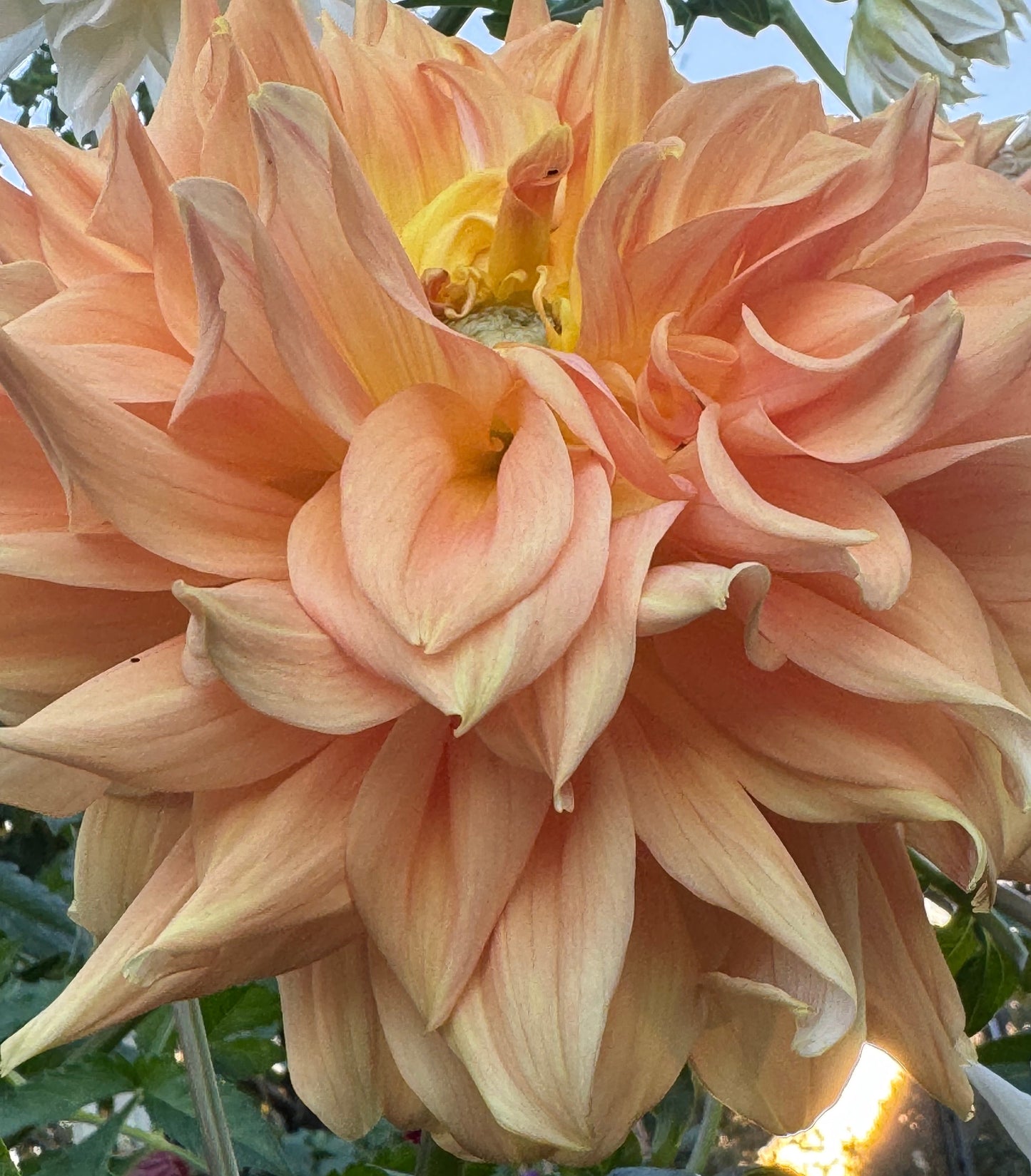 Goshen Giant Dahlia