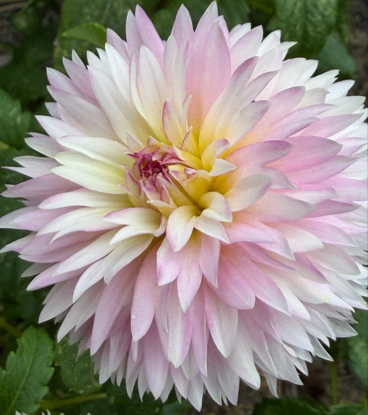 Hollyhill Pinkie Dahlia