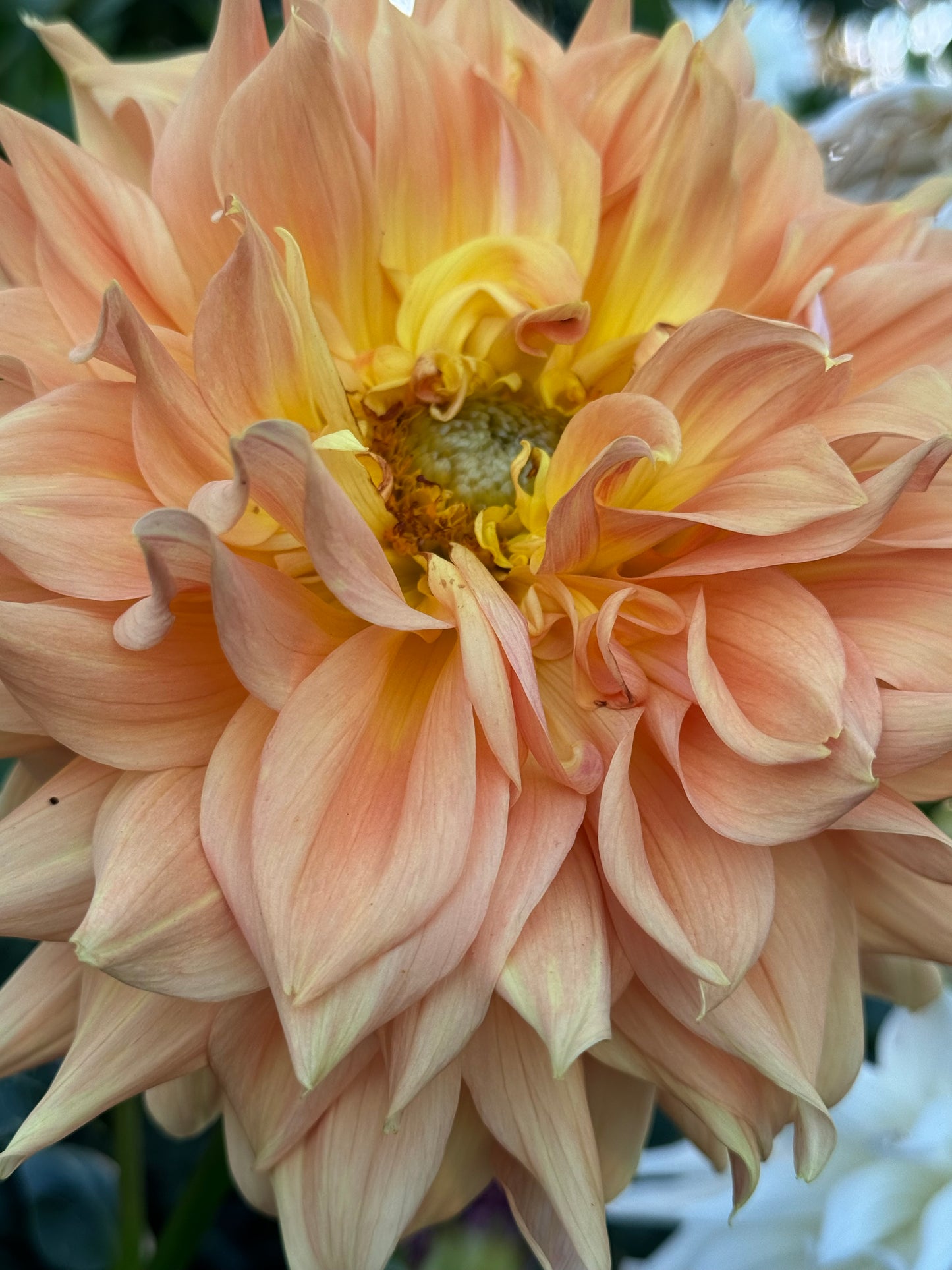 Goshen Giant Dahlia