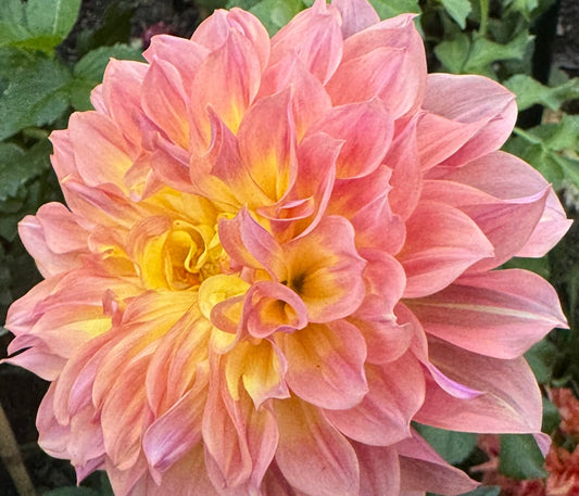 Papageno Dahlia