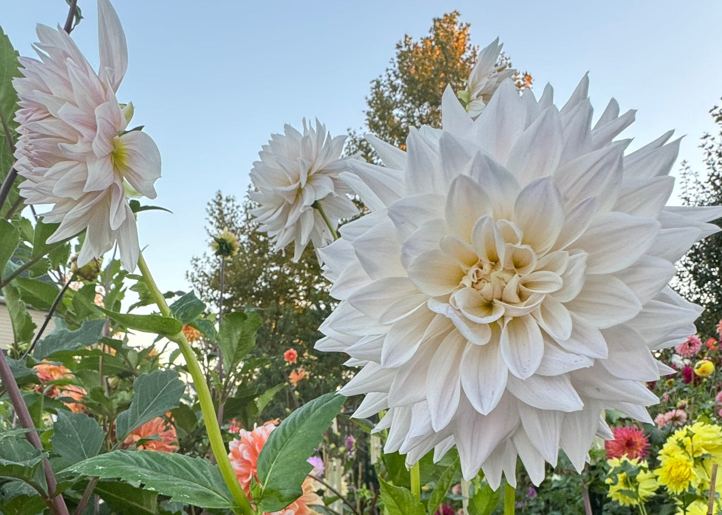 Roque Starburst Dahlia