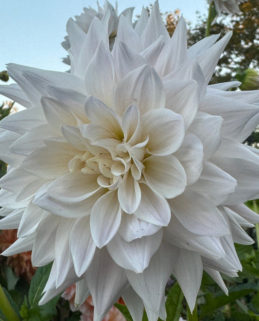 Roque Starburst Dahlia