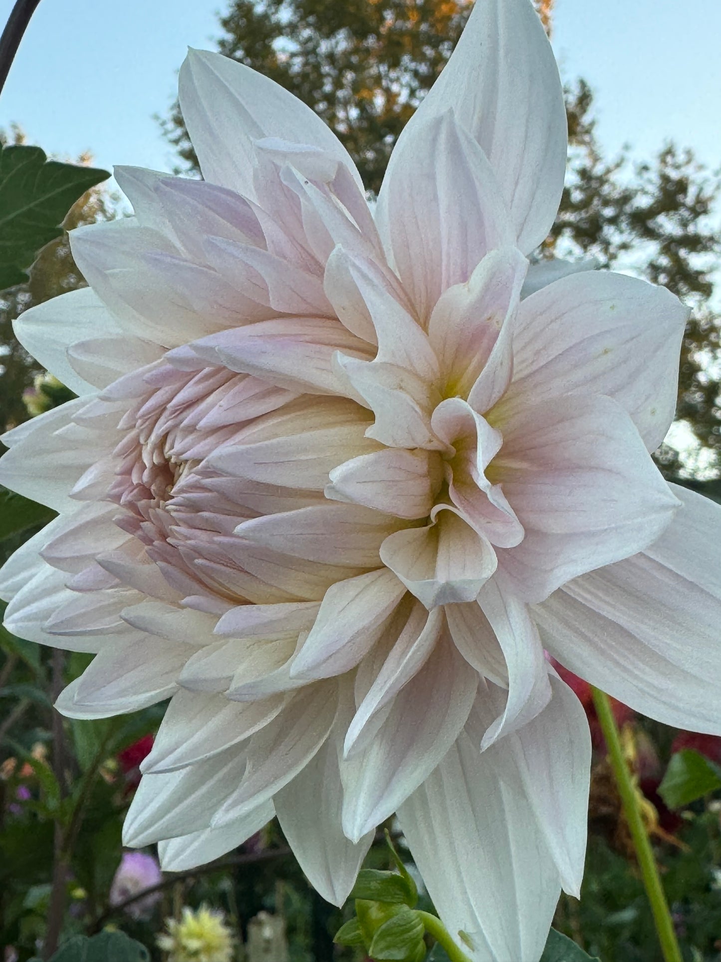 Roque Starburst Dahlia