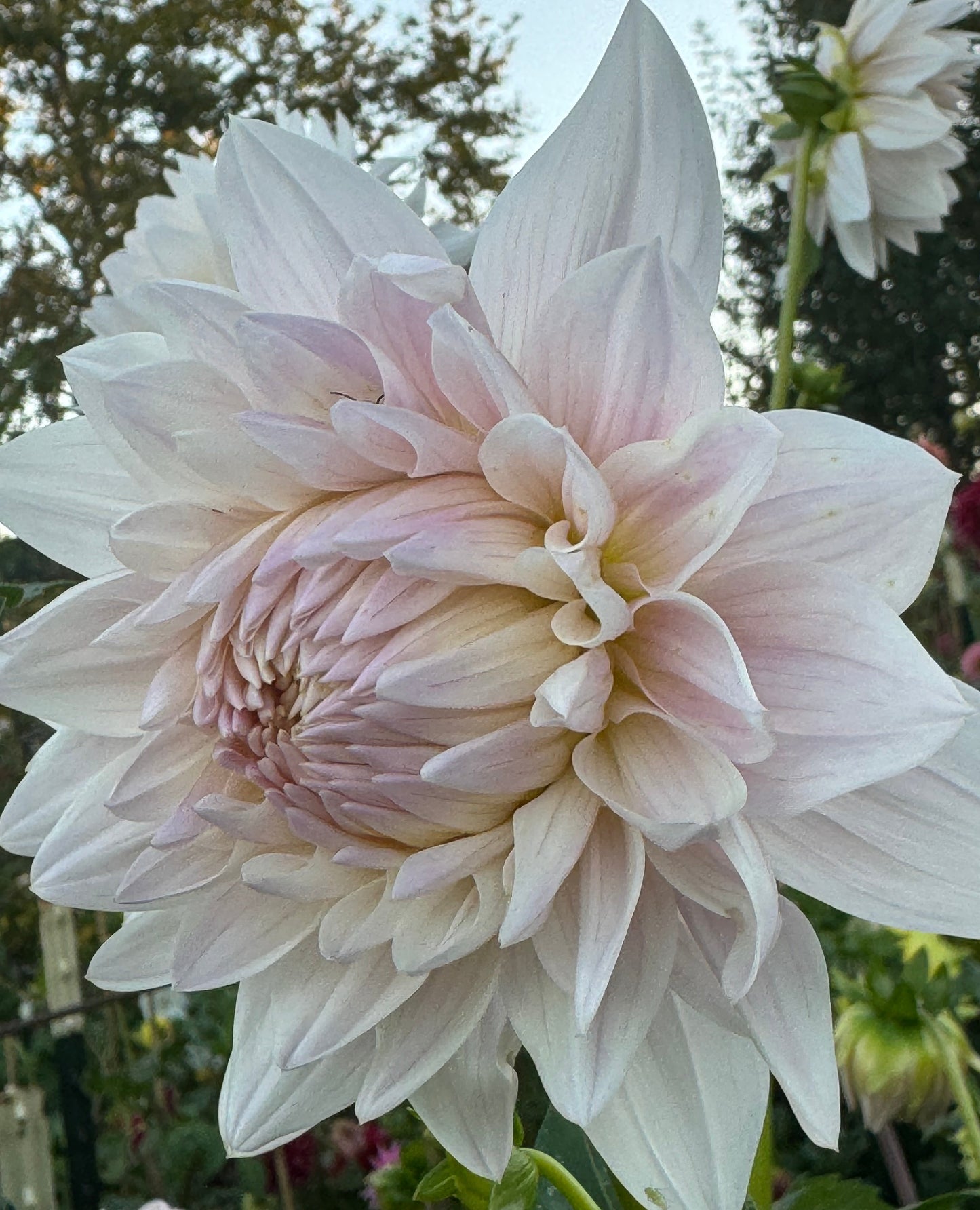 Roque Starburst Dahlia