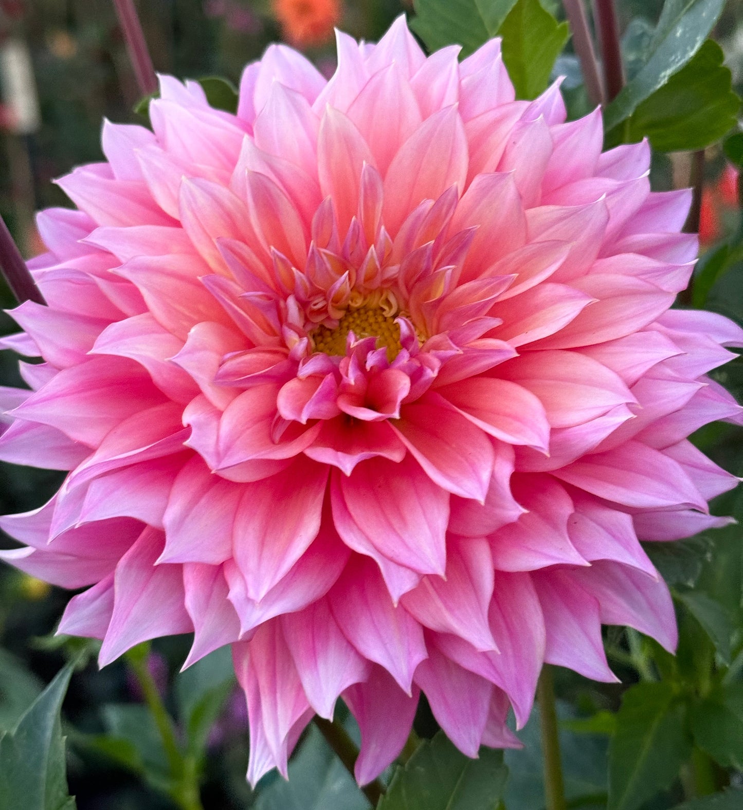 Wyn’s Pink Pearl Dahlia