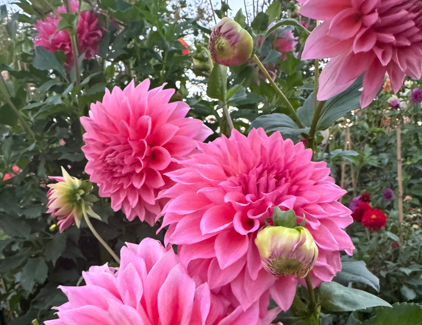 Wyn’s Pink Pearl Dahlia