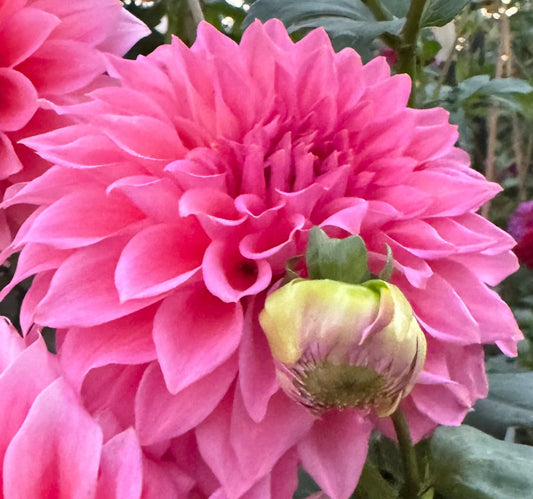 Wyn’s Pink Pearl Dahlia