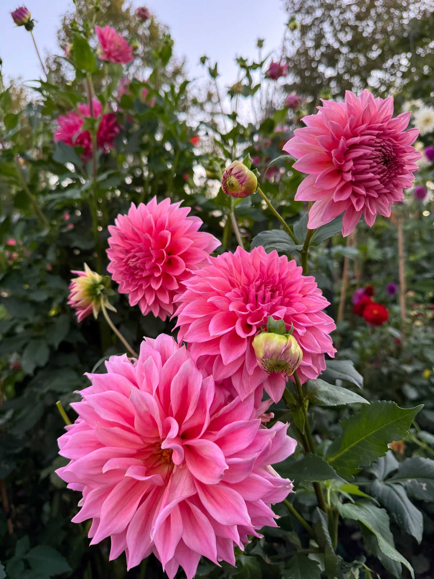 Wyn’s Pink Pearl Dahlia