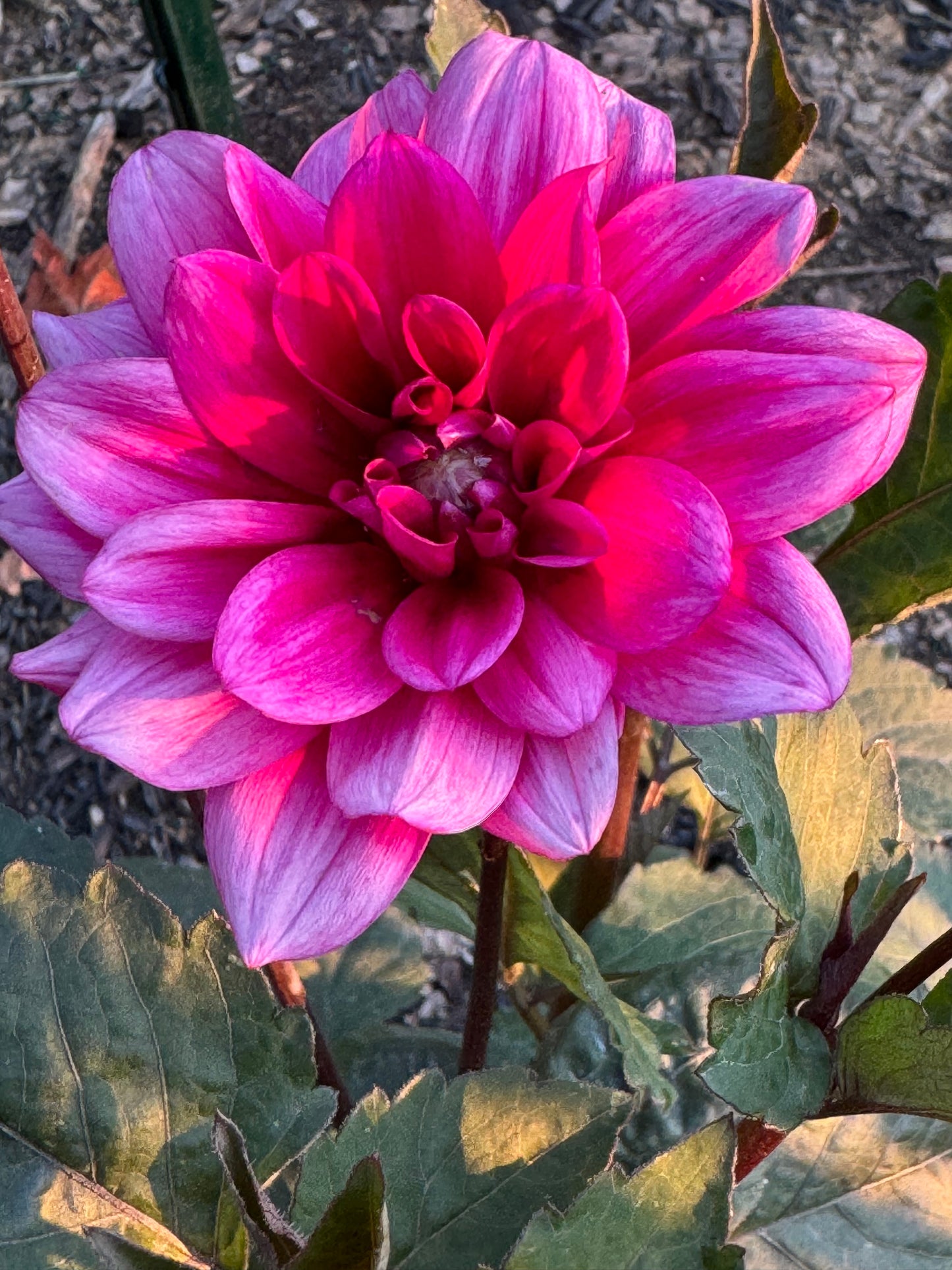 Sayonara Dahlia