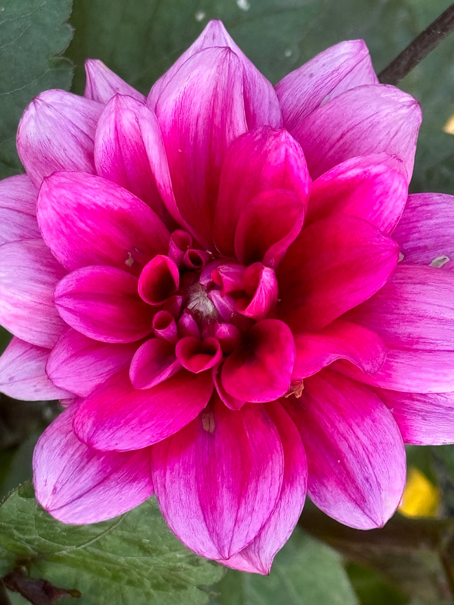 Sayonara Dahlia