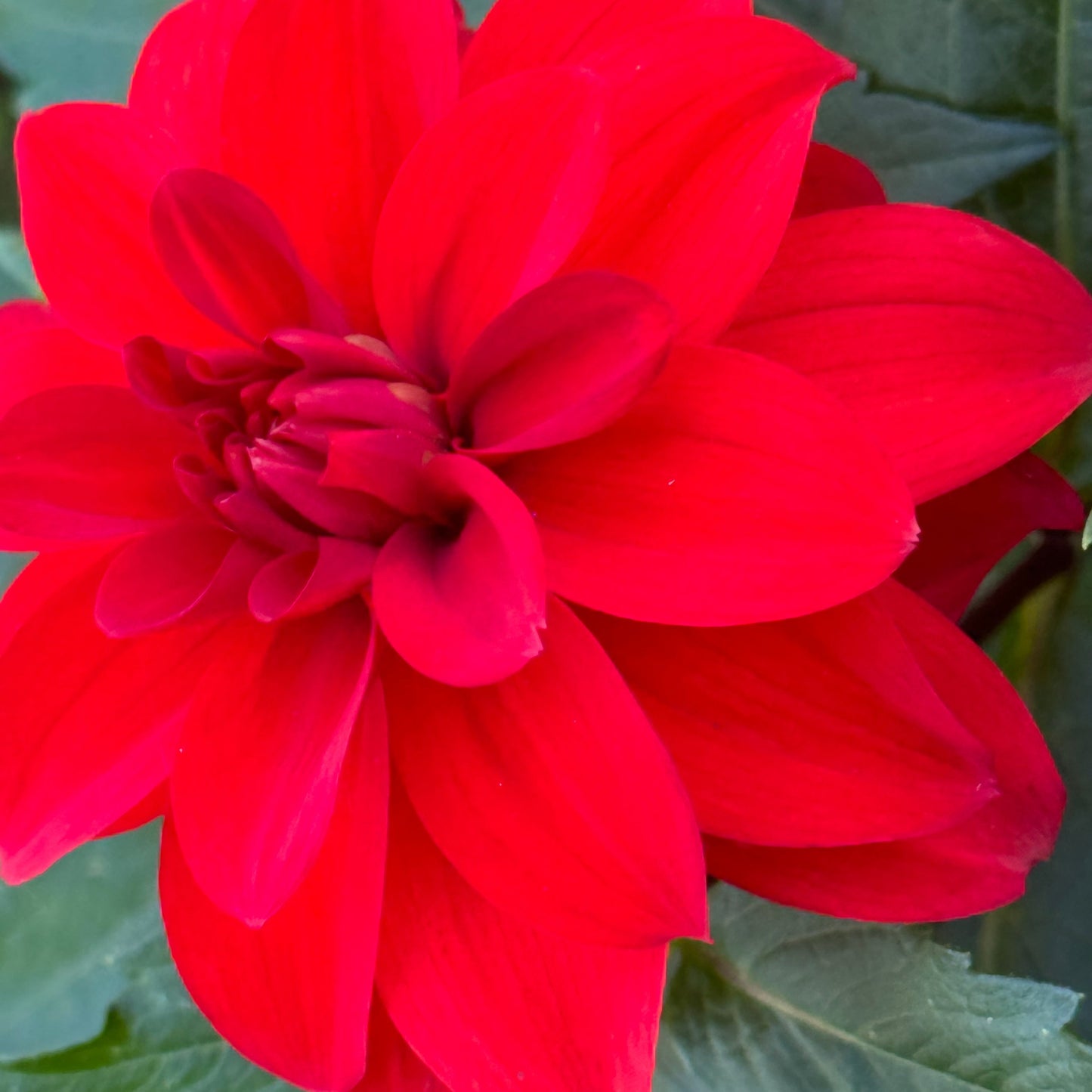 Cherry Drop Dahlia