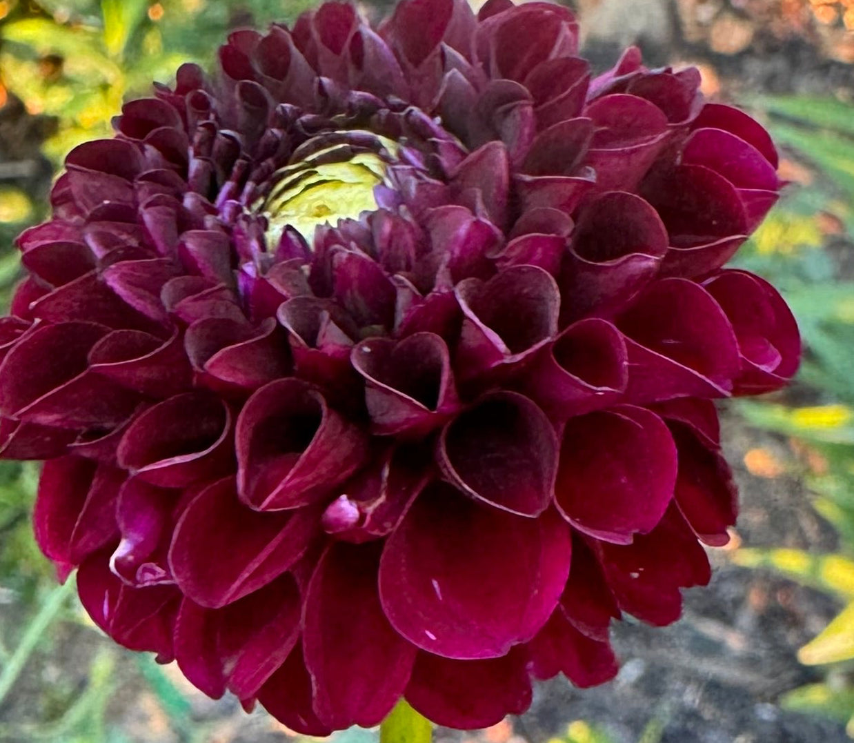 Moor Place Dahlia