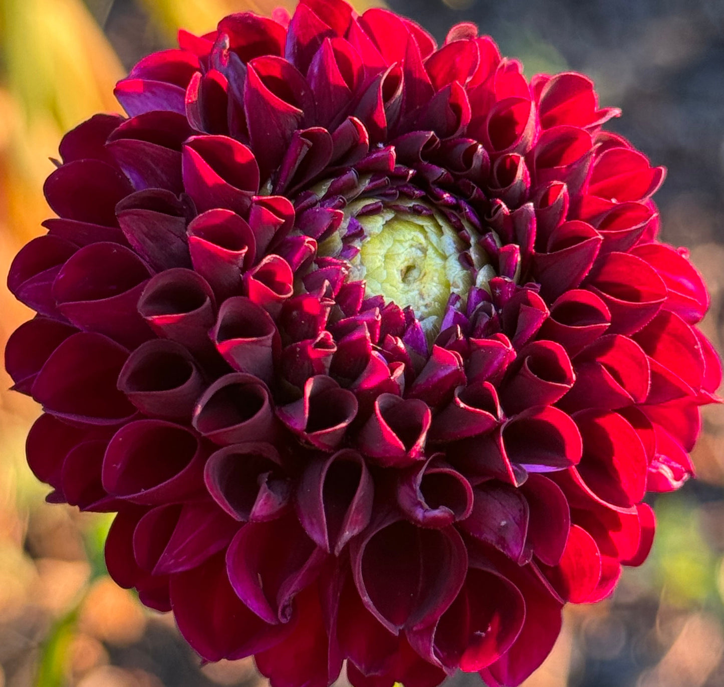 Moor Place Dahlia