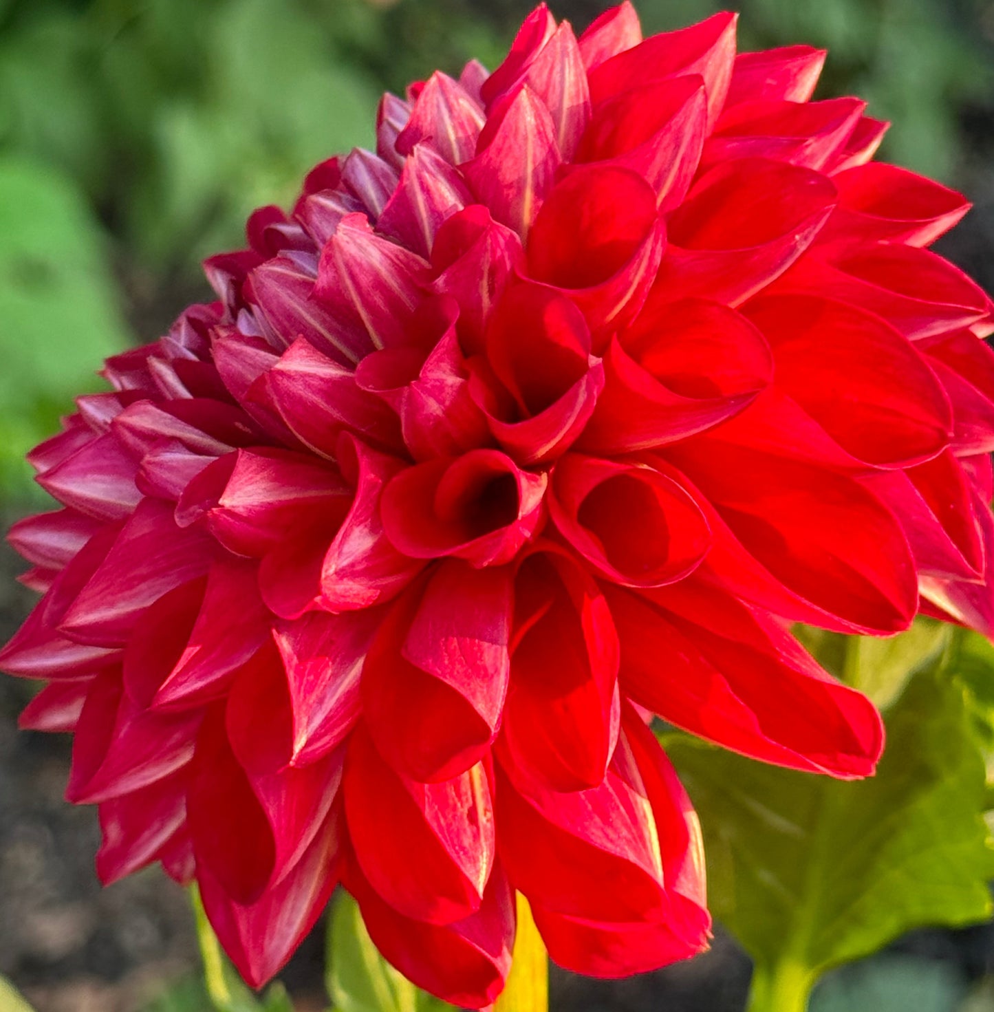 Too Sexy Dahlia