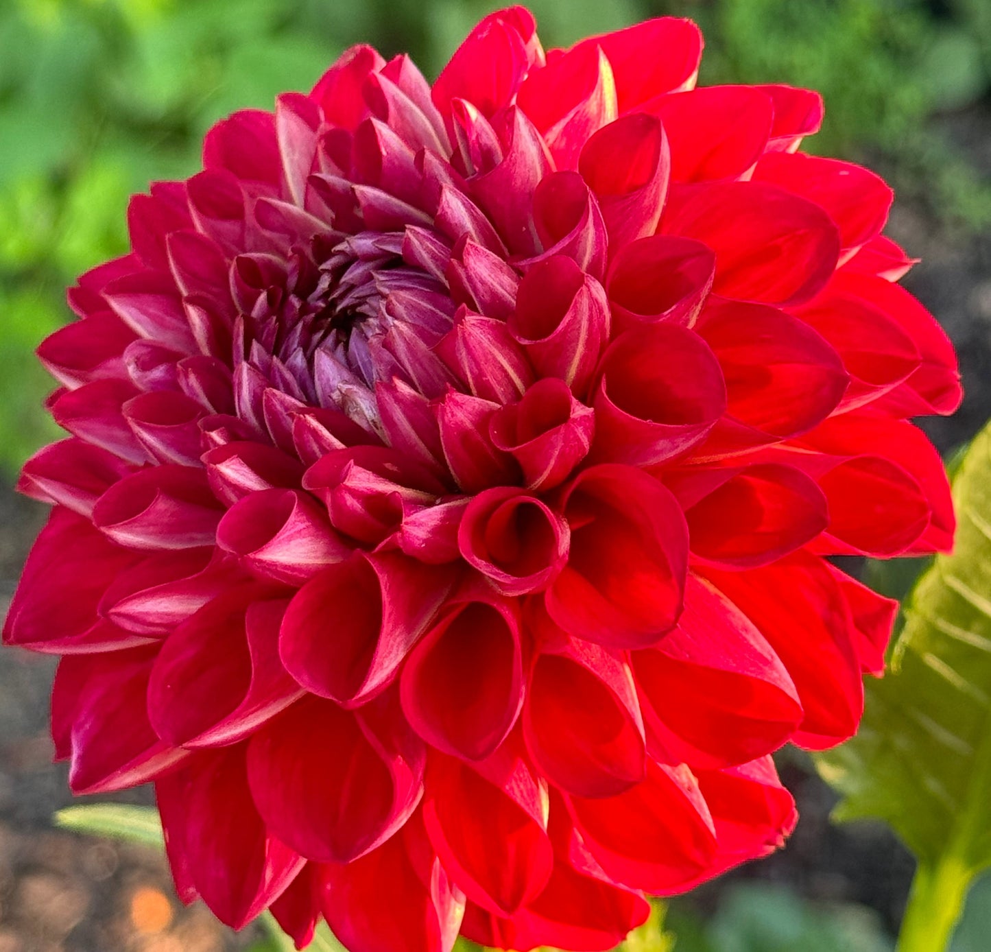 Too Sexy Dahlia