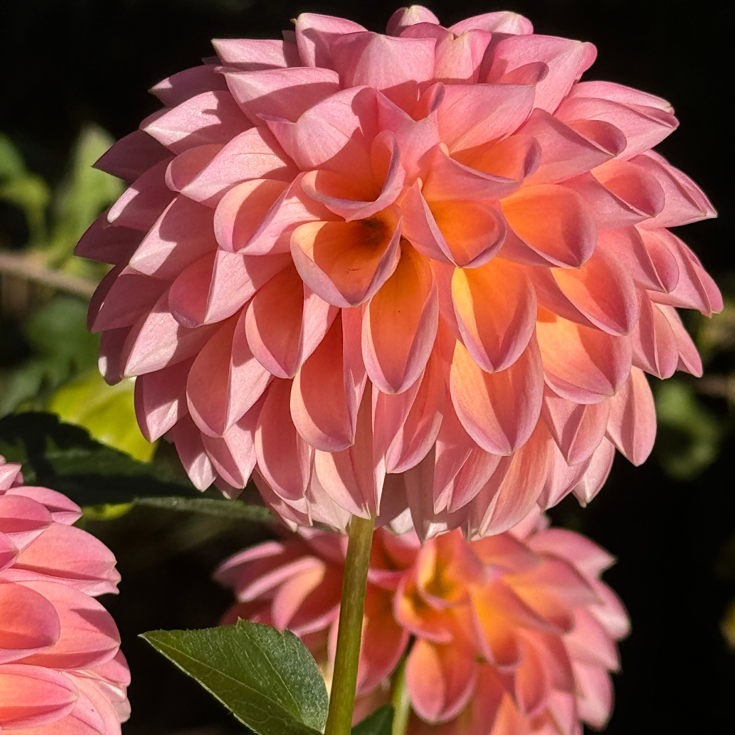 Linda’s Baby Dahlia – Draginas Flowers LLC