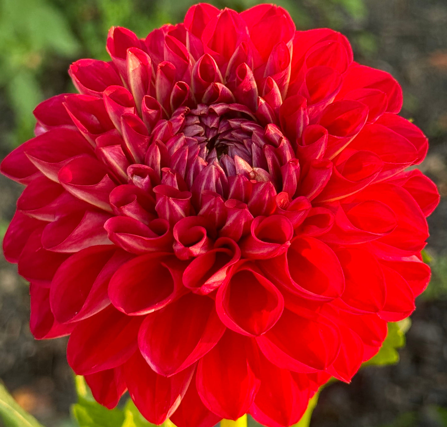 Too Sexy Dahlia