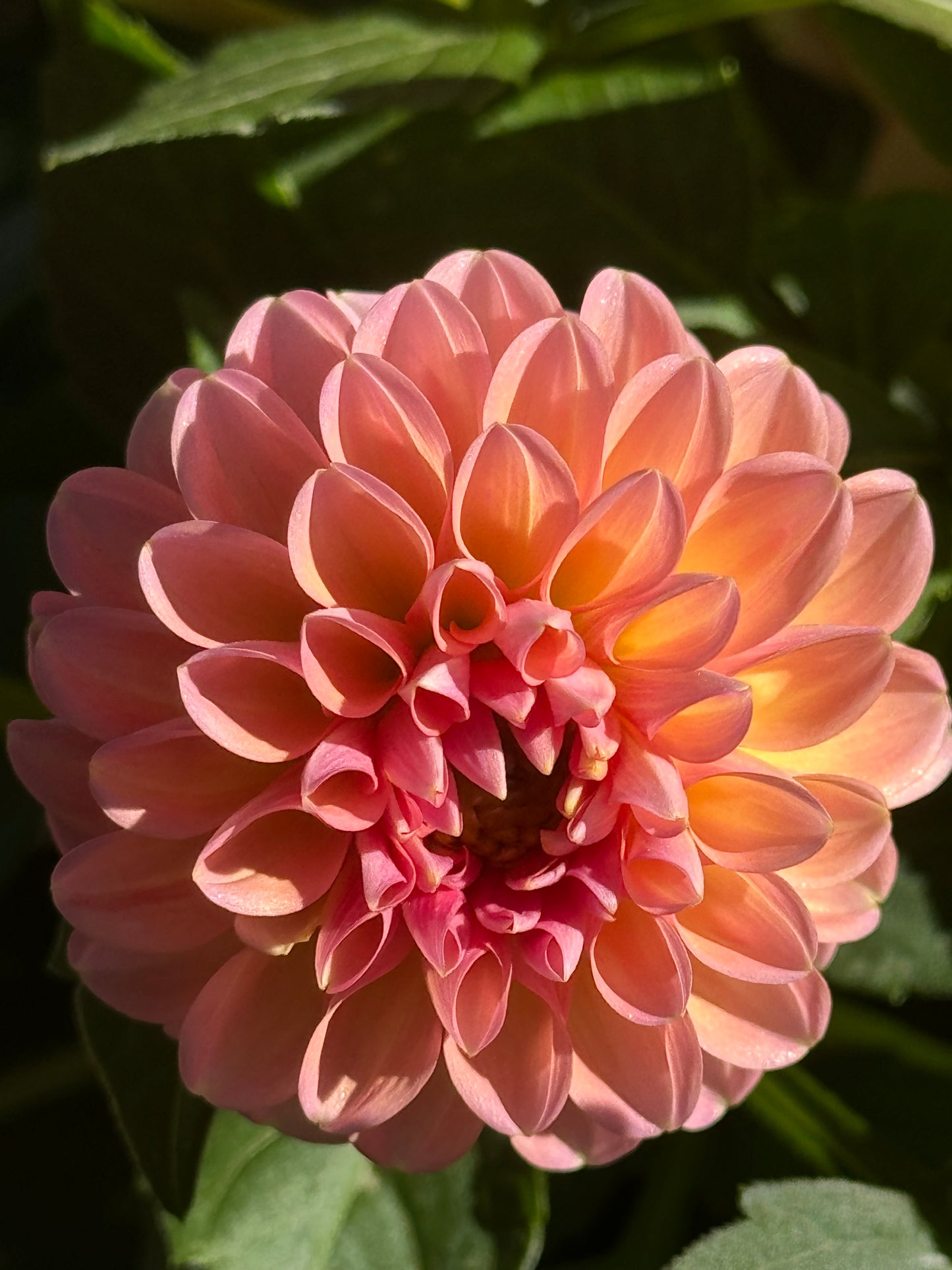 Linda’s Baby Dahlia