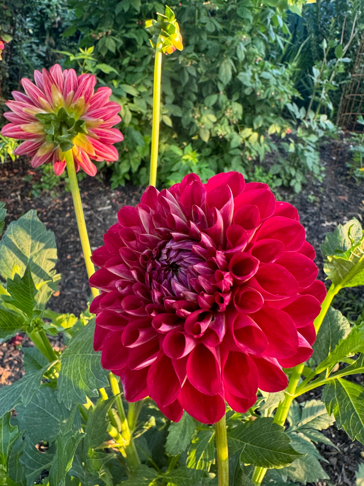 Too Sexy Dahlia