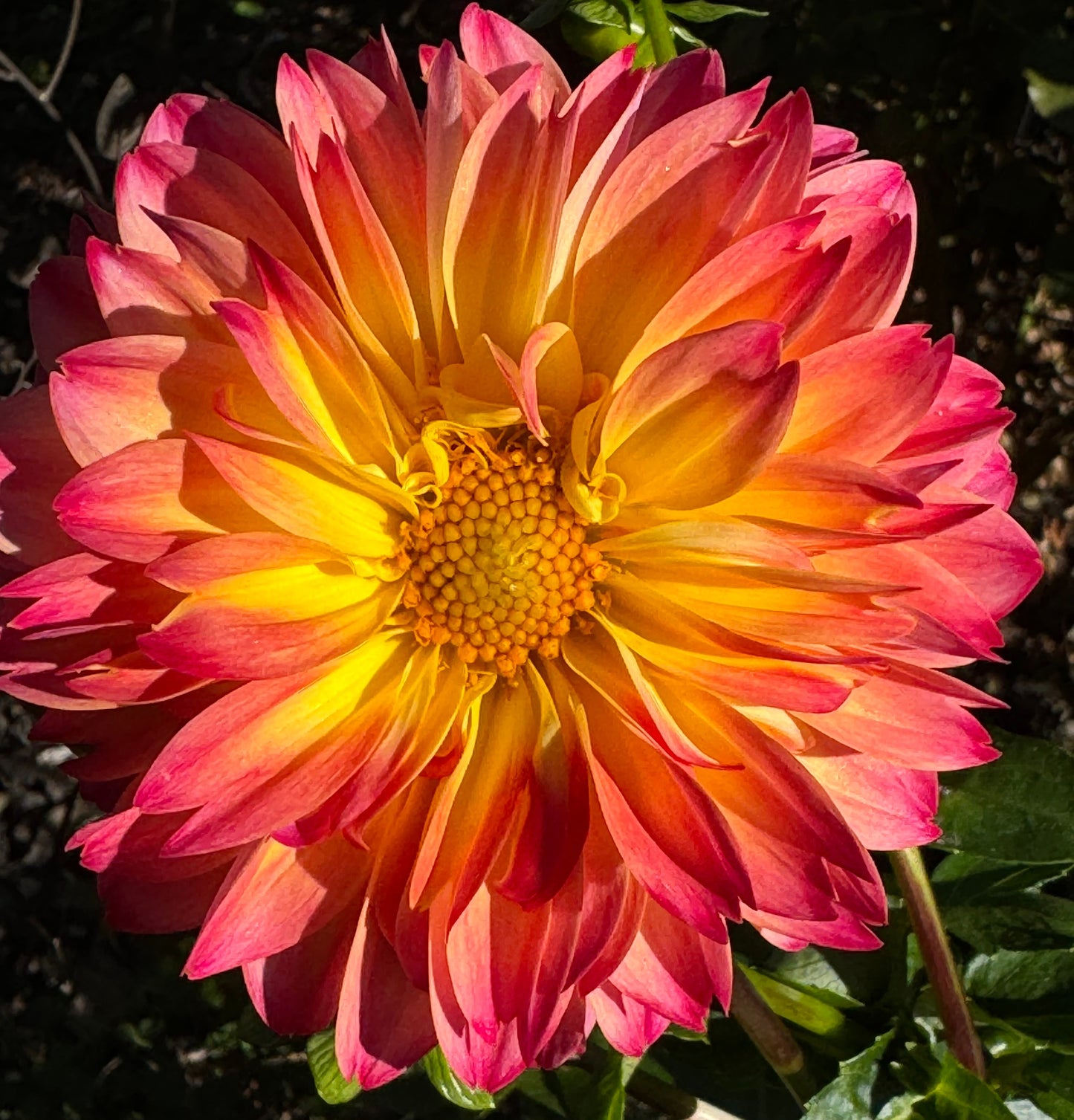 September Morn Dahlia